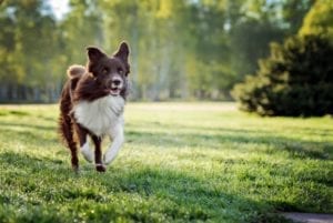 A dog running across a field