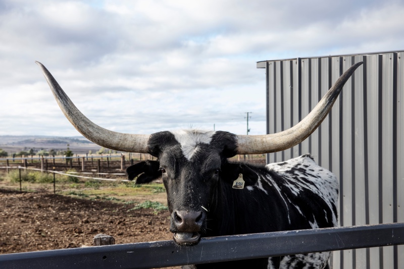 A longhorn in Highland Park, Texas