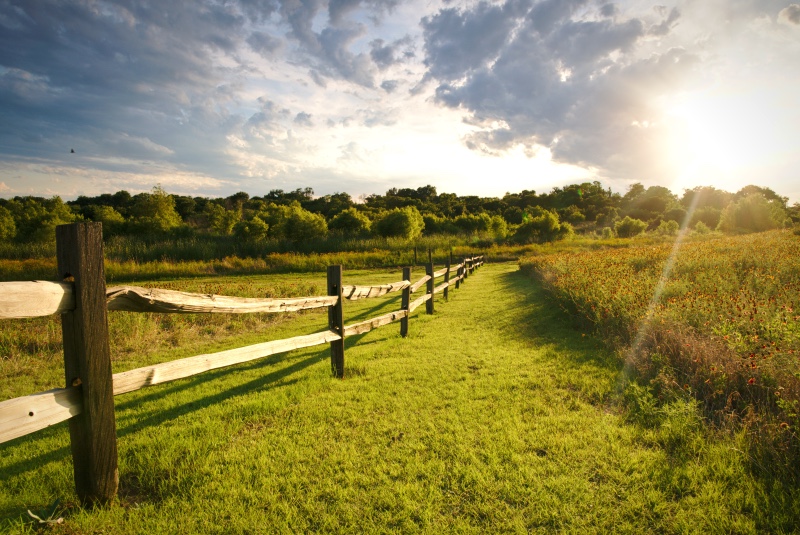 A gorgeous field in Northern Texas. 